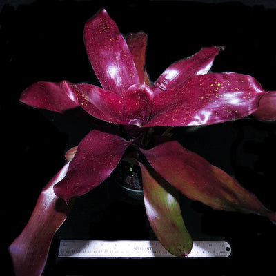 Neoregelia 'Ervin Wustmen'