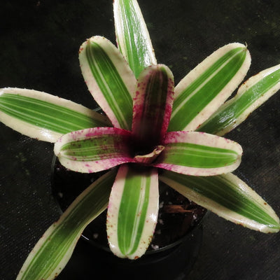 Neoregelia 'Fire In The Hole'