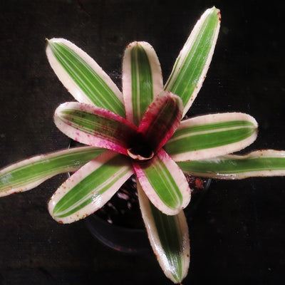 Neoregelia 'Fire In The Hole'