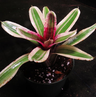 Neoregelia 'Fire In The Hole'