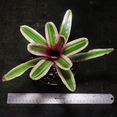 Neoregelia 'Fire In The Hole'