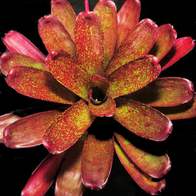 Neoregelia 'Gold Fever' x mcwilliamsii