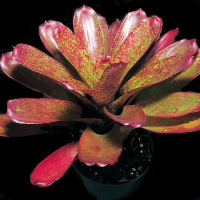 Neoregelia 'Gold Fever' x mcwilliamsii