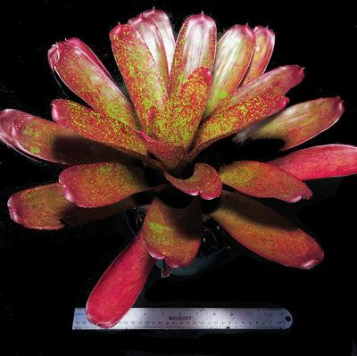 Neoregelia 'Gold Fever' x mcwilliamsii