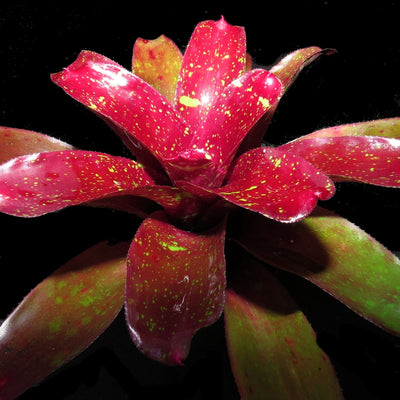 Neoregelia 'Heart Break'