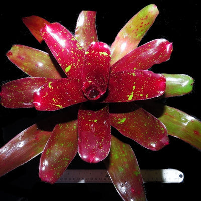 Neoregelia 'Heart Break'