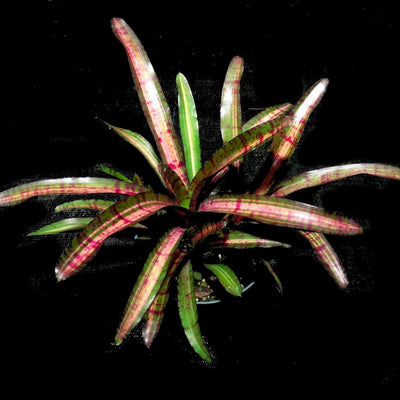 Neoregelia 'Hot Embers' | Bromeliad Paradise