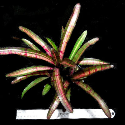 Neoregelia 'Hot Embers' | Bromeliad Paradise