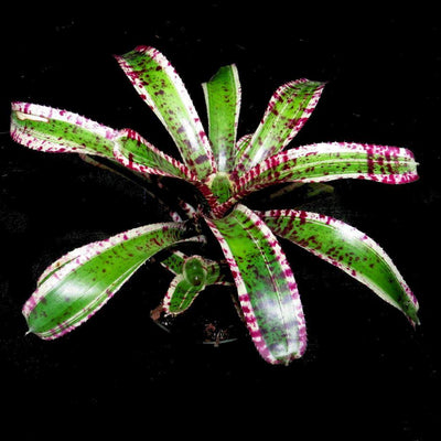 Neoregelia 'Hypnotic' | Bromeliad Paradise
