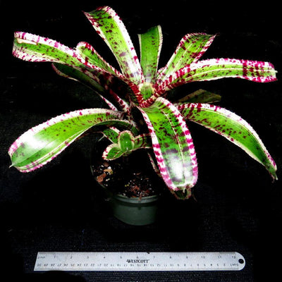 Neoregelia 'Hypnotic' | Bromeliad Paradise