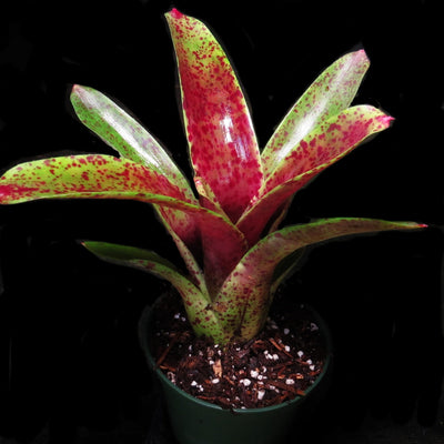 Neoregelia 'Lots of Dots'