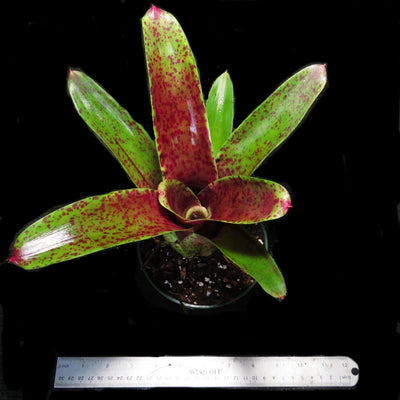 Neoregelia 'Lots of Dots'