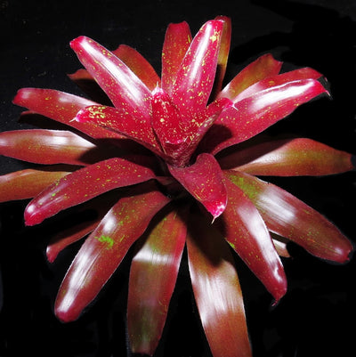 Neoregelia 'Misty Heather'