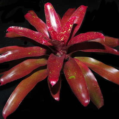 Neoregelia 'Misty Heather'