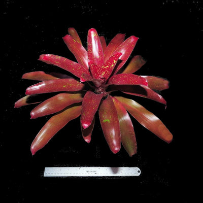 Neoregelia 'Misty Heather'
