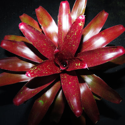 Neoregelia 'Misty Heather'