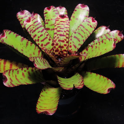 Neoregelia 'Orange Zest'