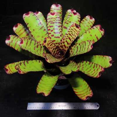 Neoregelia 'Orange Zest'