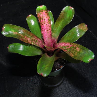Neoregelia 'Painted Rose'