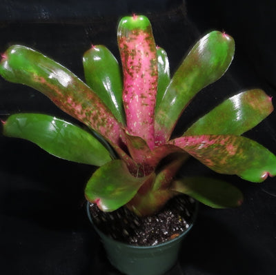 Neoregelia 'Painted Rose'