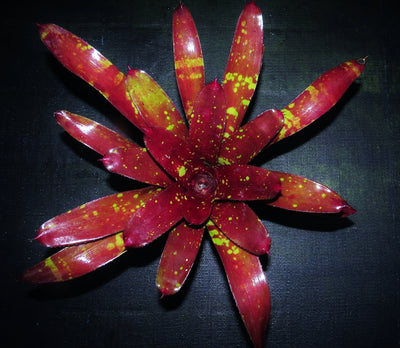 Neoregelia 'Predatress' x 'Touchdown'