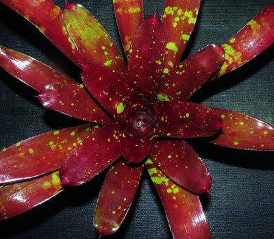 Neoregelia 'Predatress' x 'Touchdown'