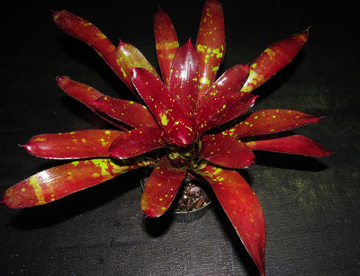 Neoregelia 'Predatress' x 'Touchdown'