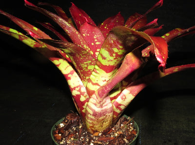 Neoregelia 'Predatress' x 'Touchdown'