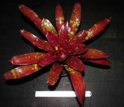 Neoregelia 'Predatress' x 'Touchdown'