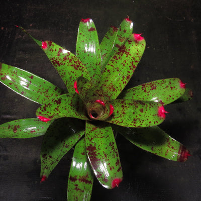 Neoregelia 'Propulsion'