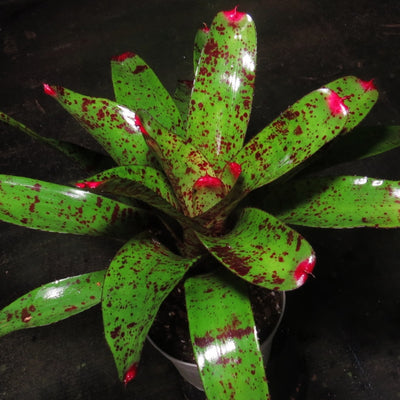 Neoregelia 'Propulsion'