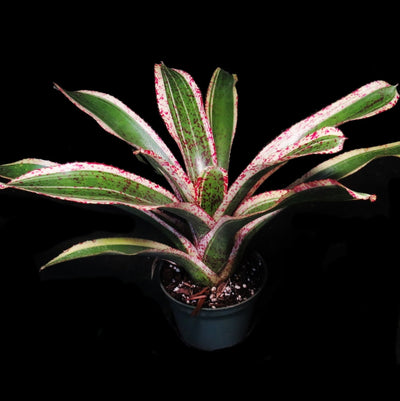 Neoregelia 'Red Glaze'