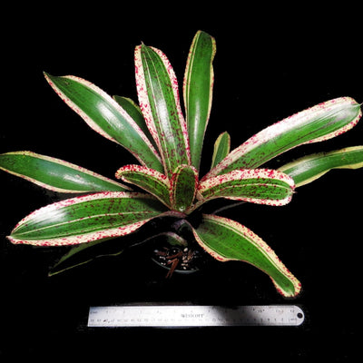 Neoregelia 'Red Glaze'