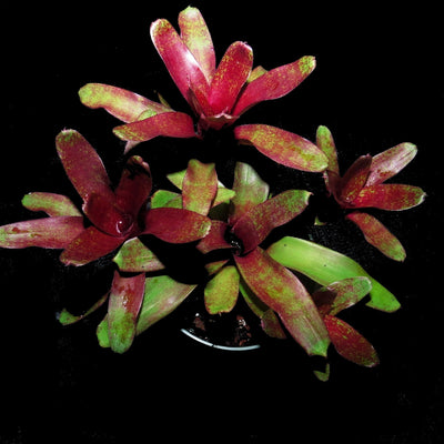 Neoregelia 'Red Waif'