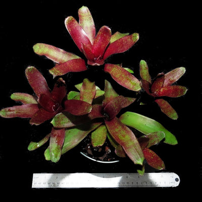 Neoregelia 'Red Waif'