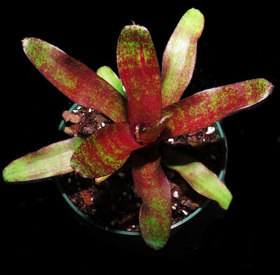 Neoregelia 'Red Waif'