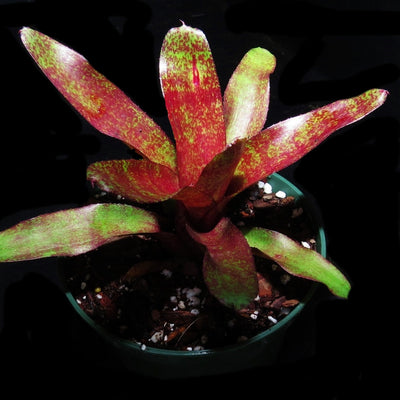 Neoregelia 'Red Waif'