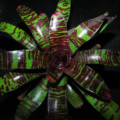 Neoregelia 'Red Zone'