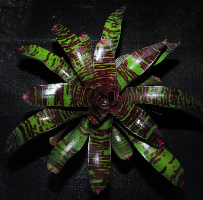 Neoregelia 'Red Zone'