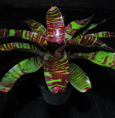 Neoregelia 'Red Zone'