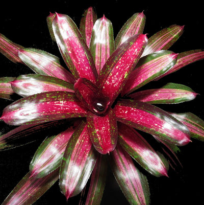 Neoregelia 'Royal Cordovan' x 'Tricolor'