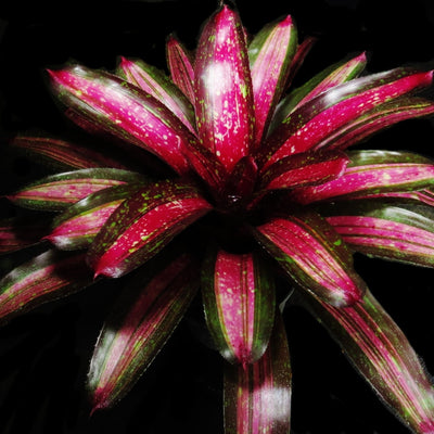 Neoregelia 'Royal Cordovan' x 'Tricolor'
