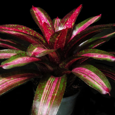 Neoregelia 'Royal Cordovan' x 'Tricolor'