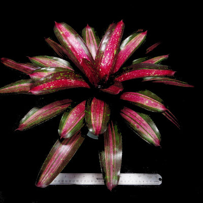 Neoregelia 'Royal Cordovan' x 'Tricolor'