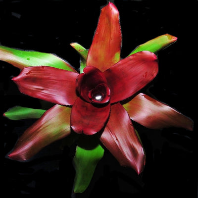 Neoregelia 'Royal Cordovan'