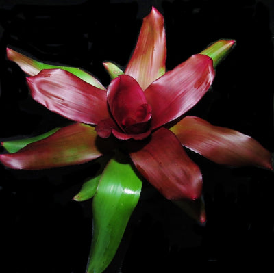 Neoregelia 'Royal Cordovan'