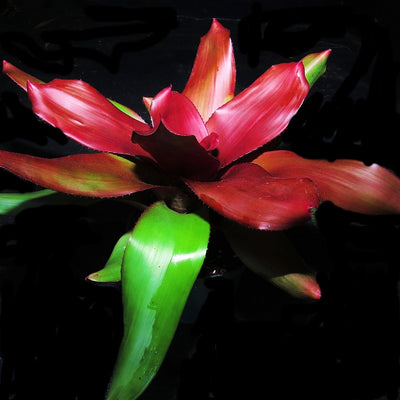 Neoregelia 'Royal Cordovan'