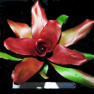 Neoregelia 'Royal Cordovan'