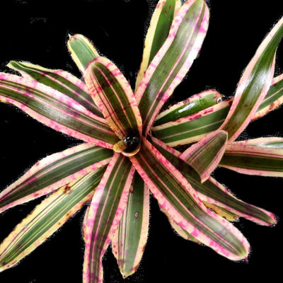 Neoregelia 'San Juan' | Bromeliad Paradise