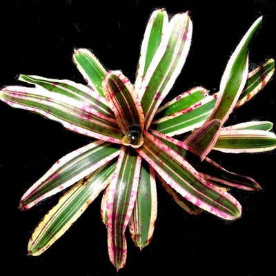 Neoregelia 'San Juan' | Bromeliad Paradise